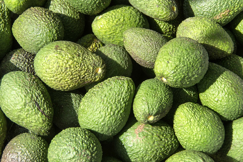 Buscan construir plan de ordenamiento de la producción para aguacate Hass