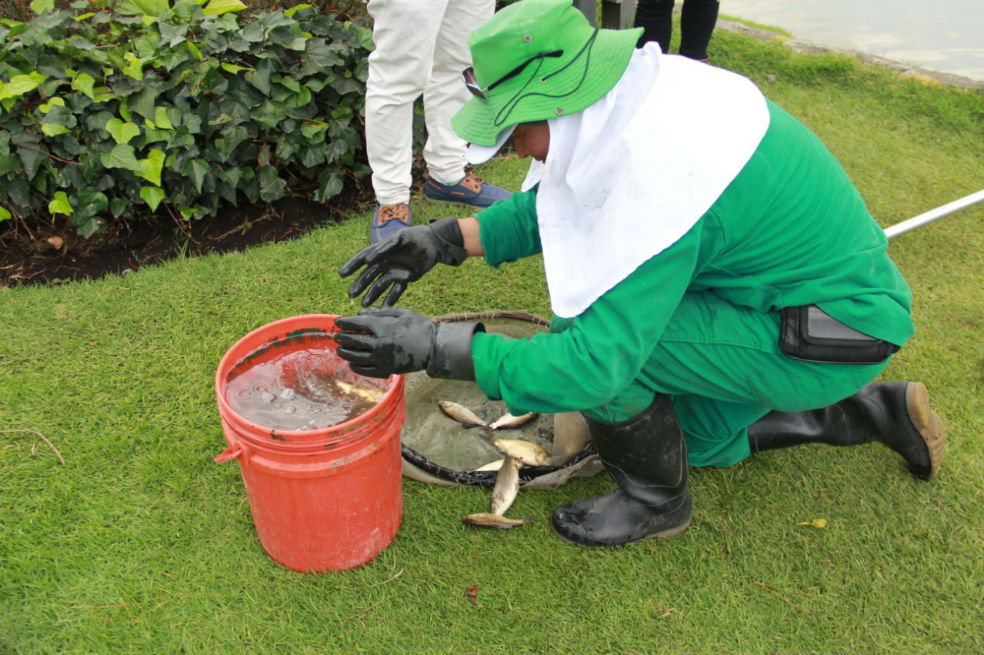 ¿Por qué se murieron los peces del lago del Parque de los Novios de Bogotá?