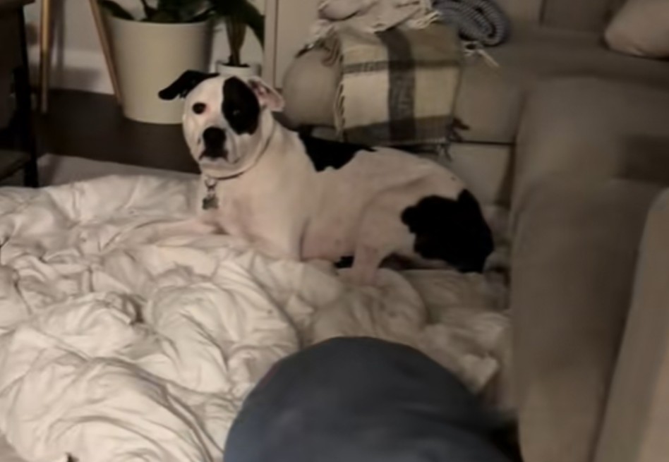 Perro se niega a dormir en su cama para acompañar al cachorro recién adoptado