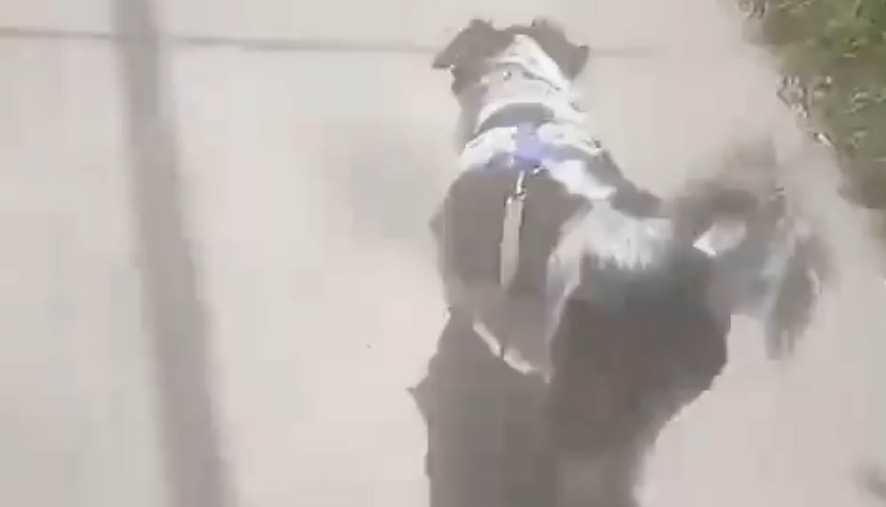 (Video) Perrita reencontró a su familia tras sobrevivir a incendios en Chile