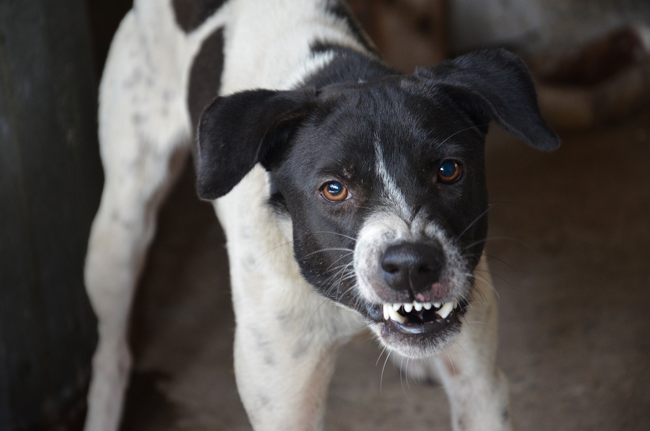 El calor y la contaminación podrían aumentar las mordeduras de perro