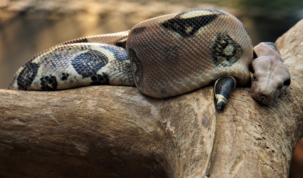 El Congreso Mundial de la Naturaleza definirá las prioridades de conservación