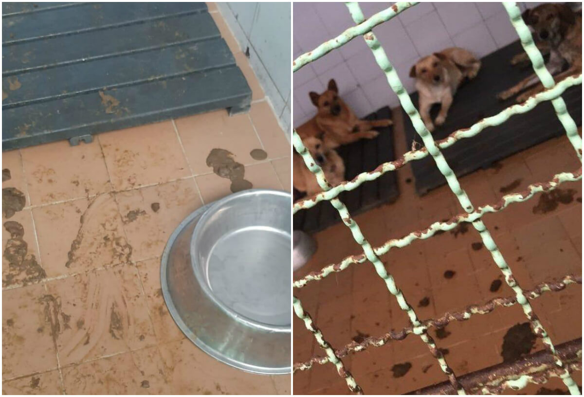 Colectivo animalista denuncia maltrato y sacrificios en el Instituto de Protección Animal