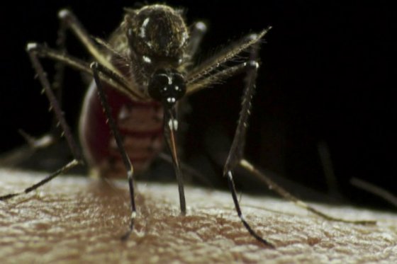 Ecuador registra primer caso de embarazada con zika