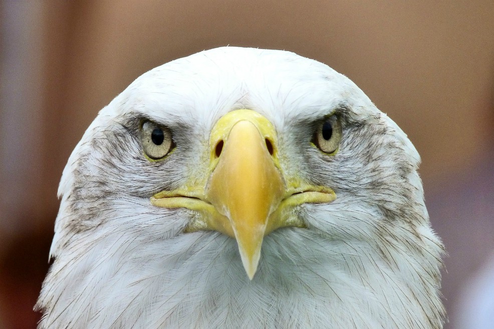 Trump ahora contra las especies en peligro de extinción