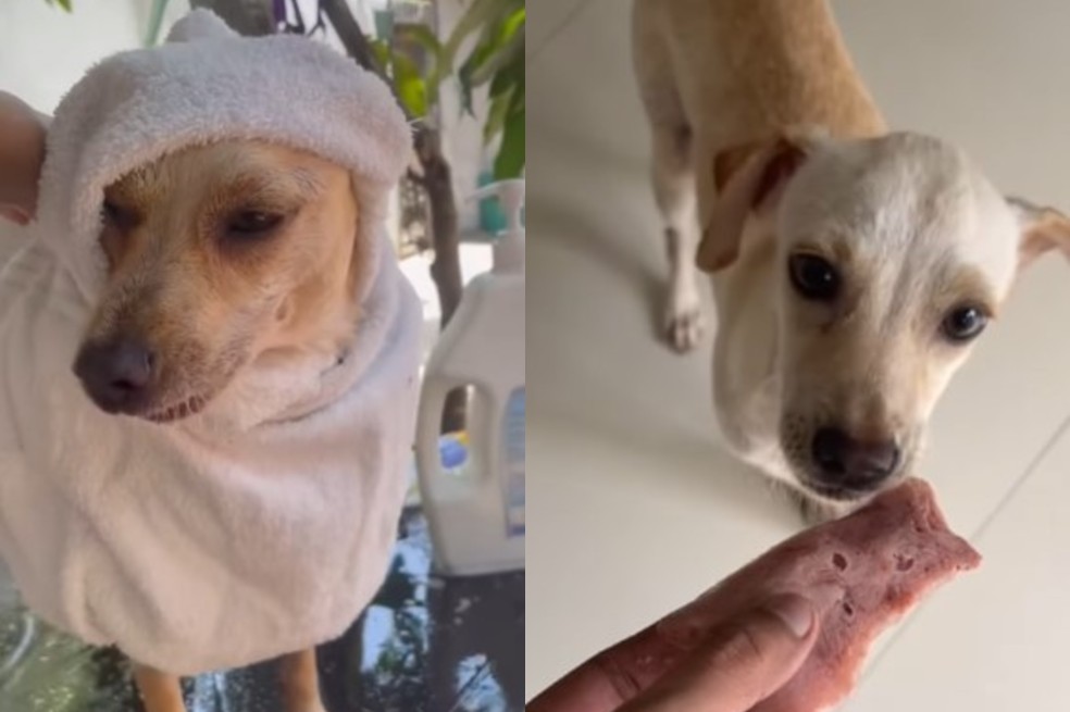 Woody creyó tener un hogar, pero lo devolvieron al refugio luego de tres días