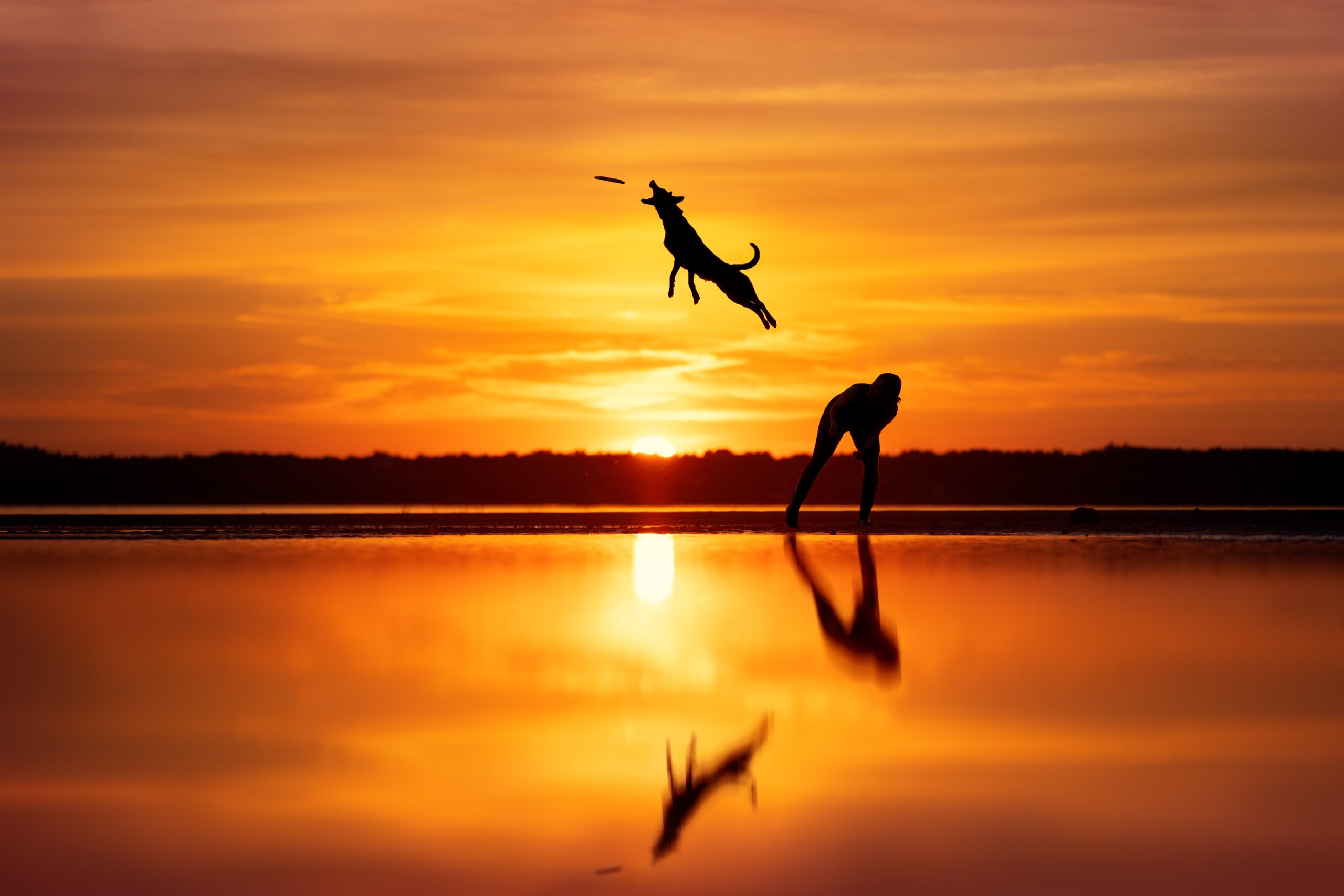 “Atrápalo” | Anne-Laurie Léger se llevó el tercer lugar en ‘Acción’ con la foto de este perro saltando y atrapando un frisbee.