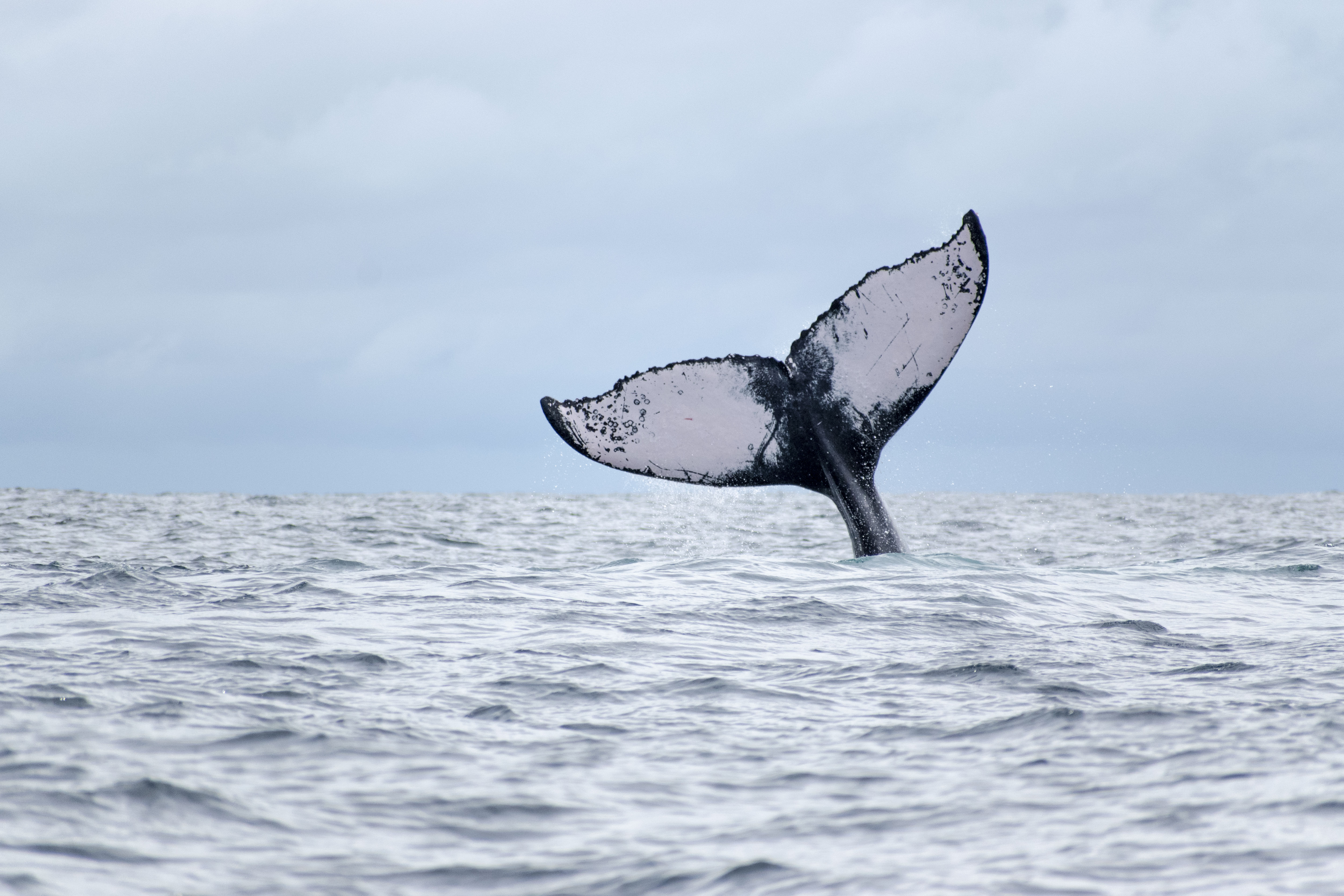 ballenas