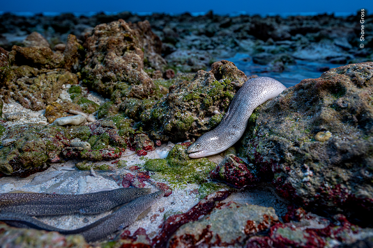 Ganador: Animales en su entorno

Shane Gross (Canadá) observa a una morena salpicada en su hábitat natural, cazando carroña durante la marea baja. 

Shane tuvo que realizar numerosos intentos durante varias semanas para documentar este comportamiento, que rara vez se fotografía. Al principio, las morenas eran esquivas, pero cuando Shane se dio cuenta de que estaban buscando peces muertos, decidió esperar. Su paciencia pronto se vio recompensada cuando aparecieron estas tres morenas.
