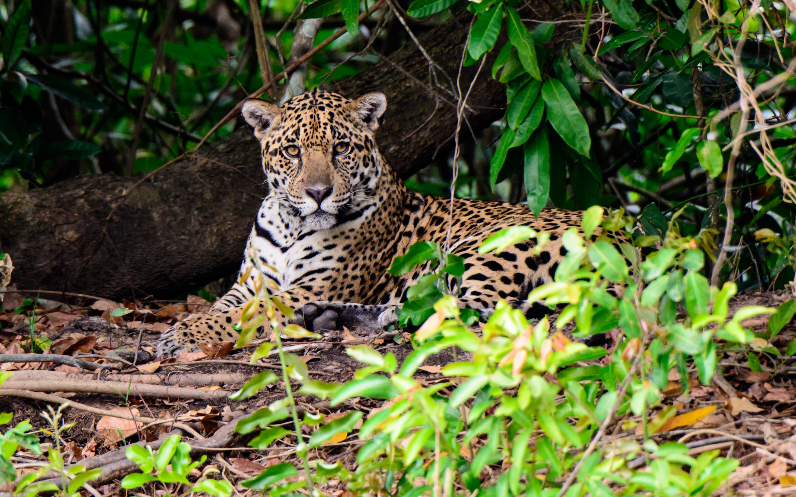 Reducir 9 millones de toneladas de CO2, la meta de Conexión Jaguar al 2030