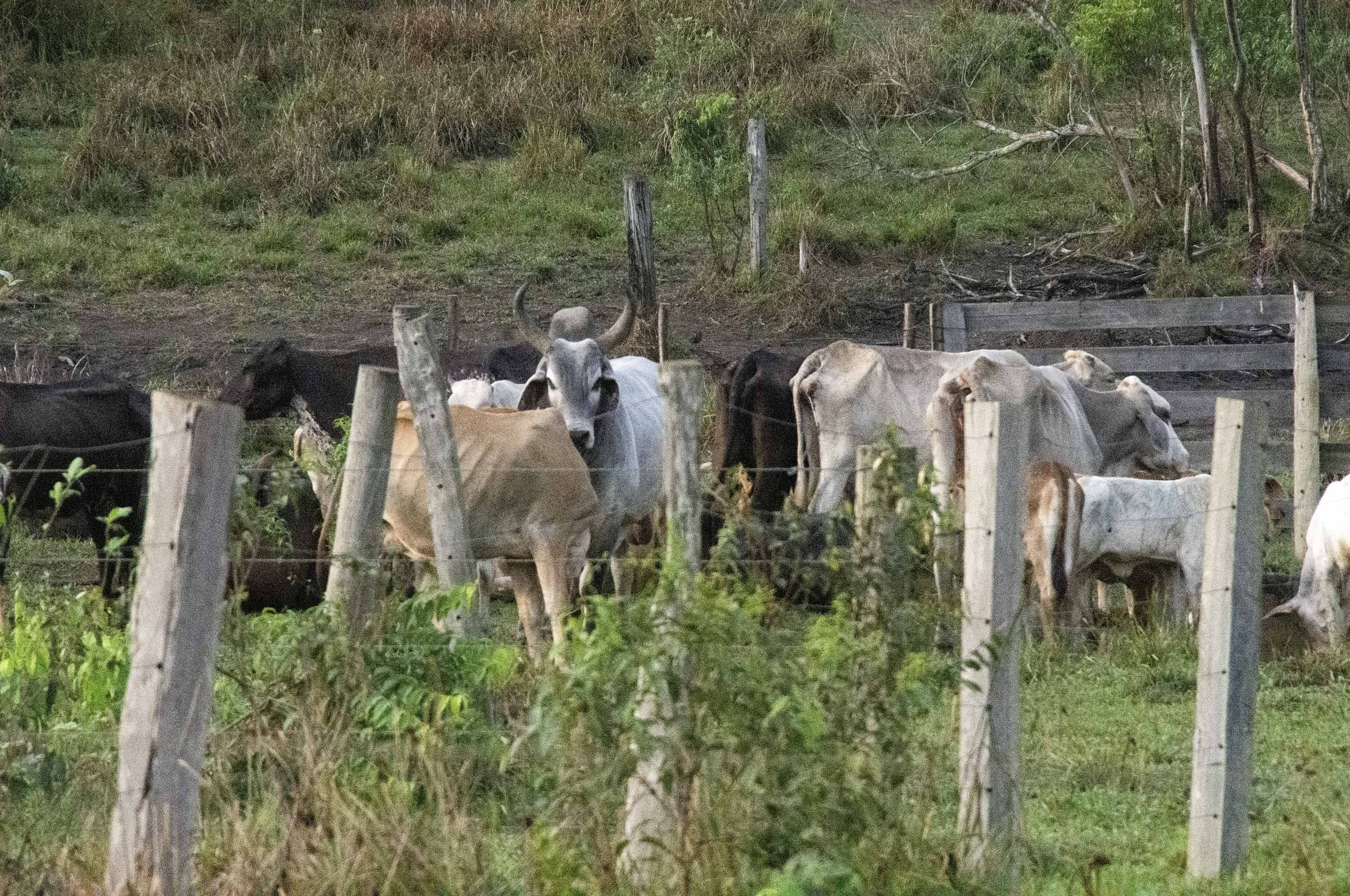 Cinco claves para pensar el medio ambiente en Colombia