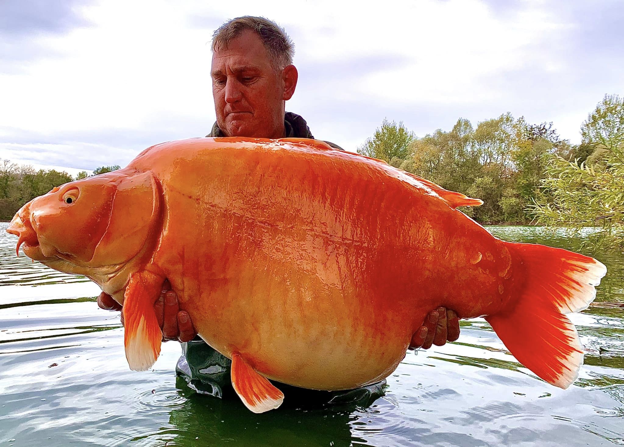 El gigantesco pez fue apodado Carrot. Fue atrapado por un británico en Bluewater Lakes, una pesquería francesa.