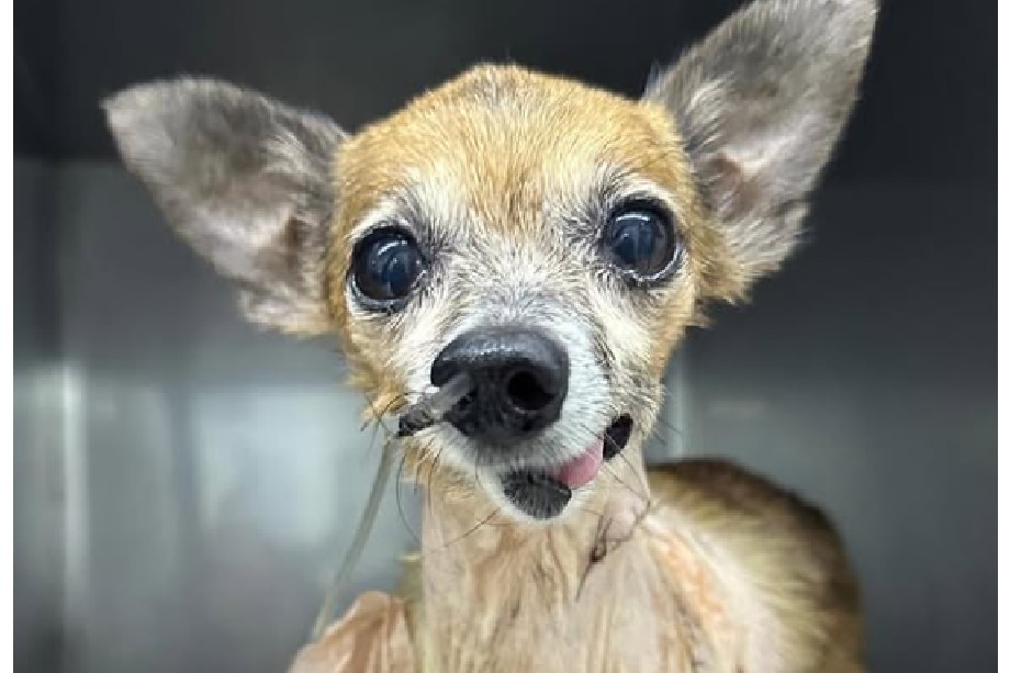Troy necesita ayuda para costear una cirugía de mandíbula tras ser herido por otro perro