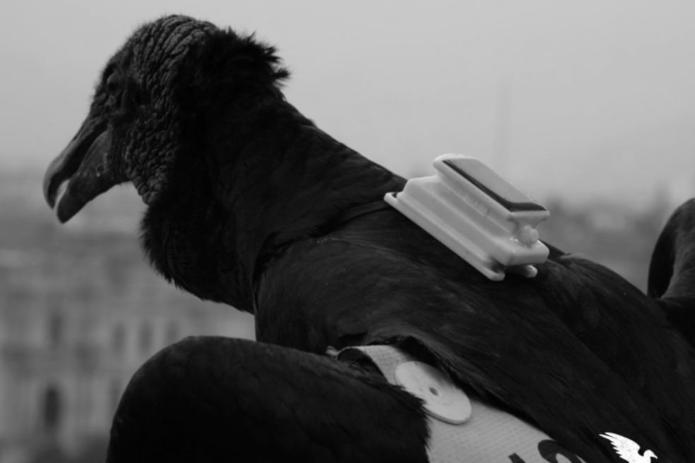 Gallinazos, vigilantes ambientales