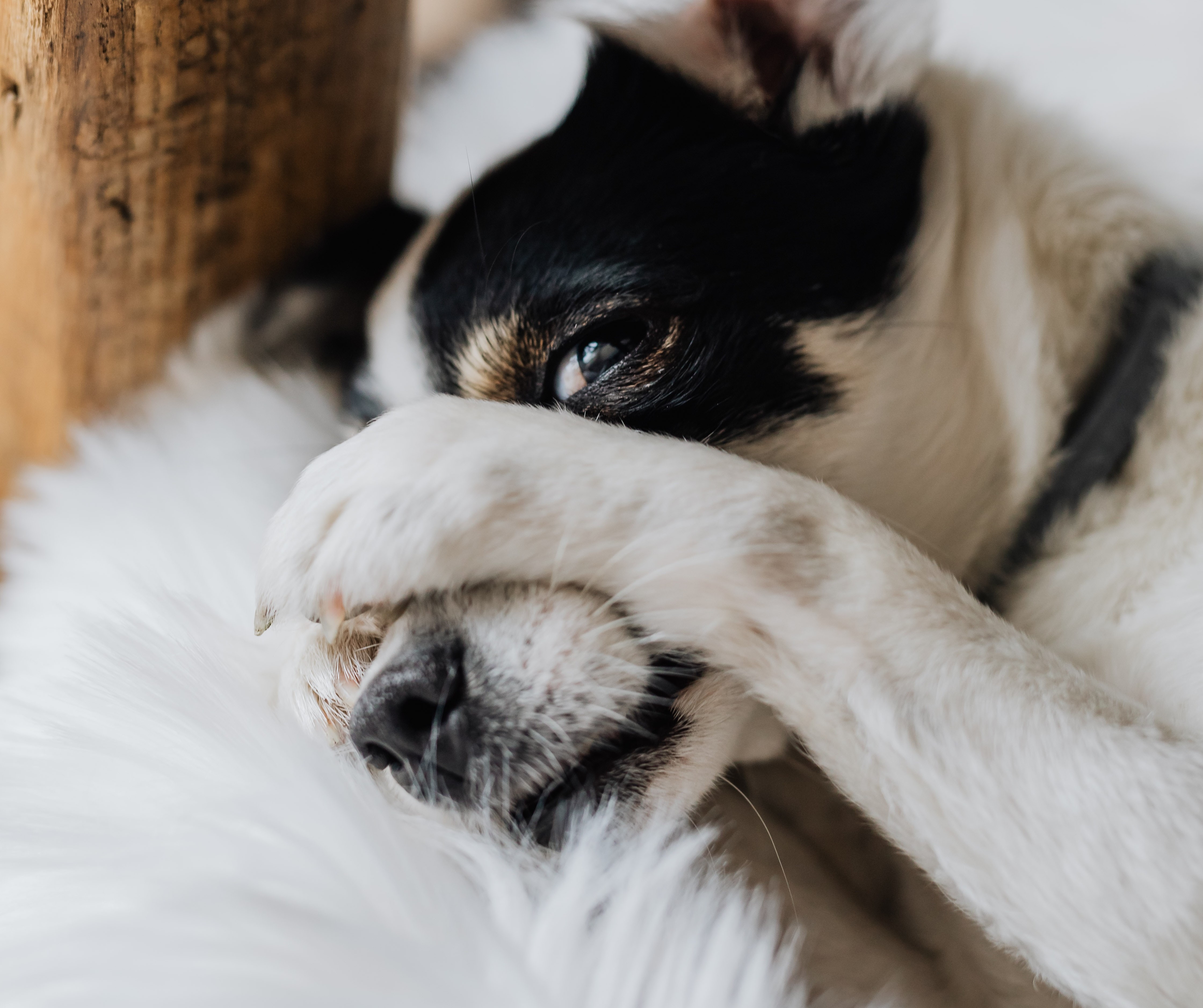 como saber si un perro tiene hemorragia interna