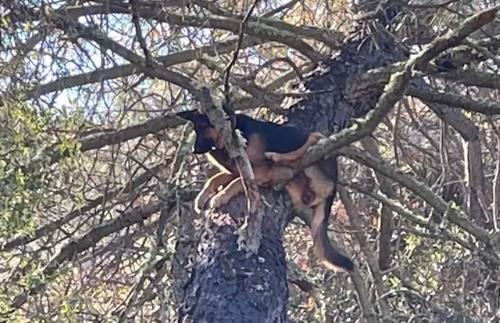 Perrita desaparecida fue encontrada encima de un árbol de 9 metros, ¿cómo llegó ahí?