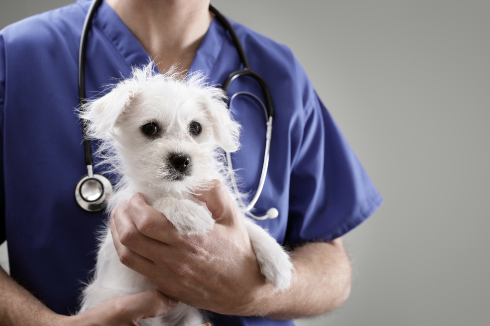 Los veterinarios dicen que se esfuerzan por ofrecer la mejor atención a las mascotas. / Getty Images