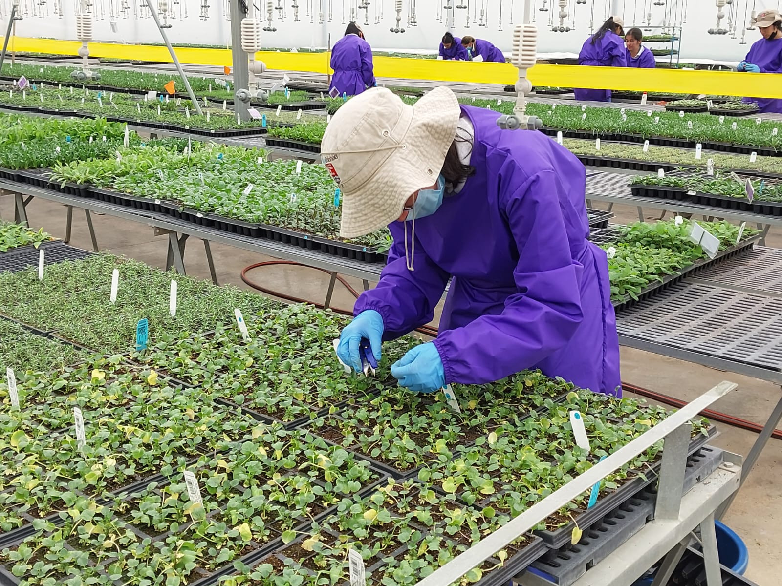 Jairo Cadavid resalta que "Al promover que los productores tengan su registro ICA y reciban acompañamiento técnico, garantizamos una organización en el vivero, señalización adecuada, cumplimiento de normas fitosanitarias y procedimientos que permiten una mejor producción y productos de alta calidad para los consumidores."