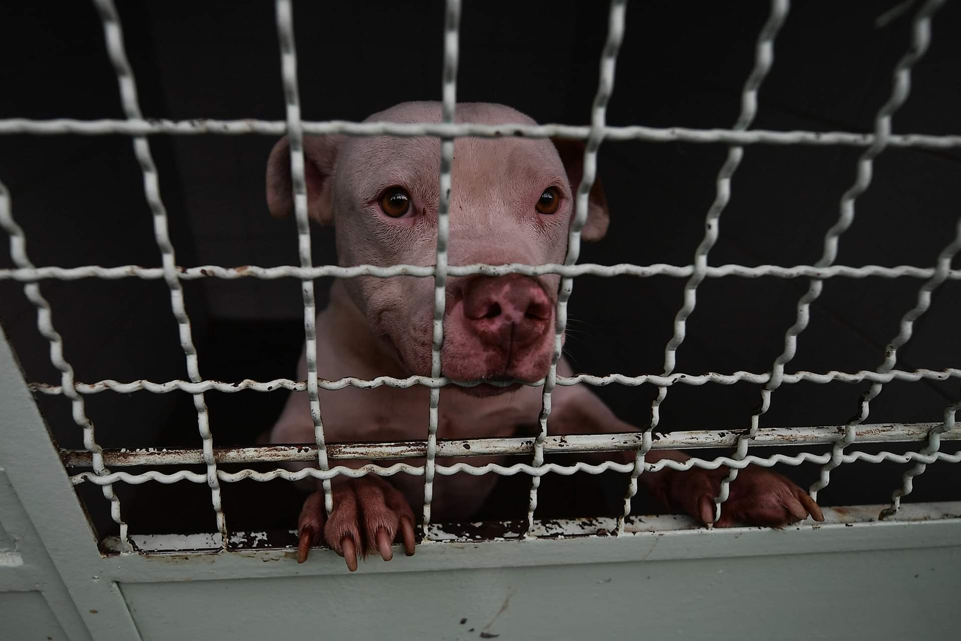 Un perro tras una reja
