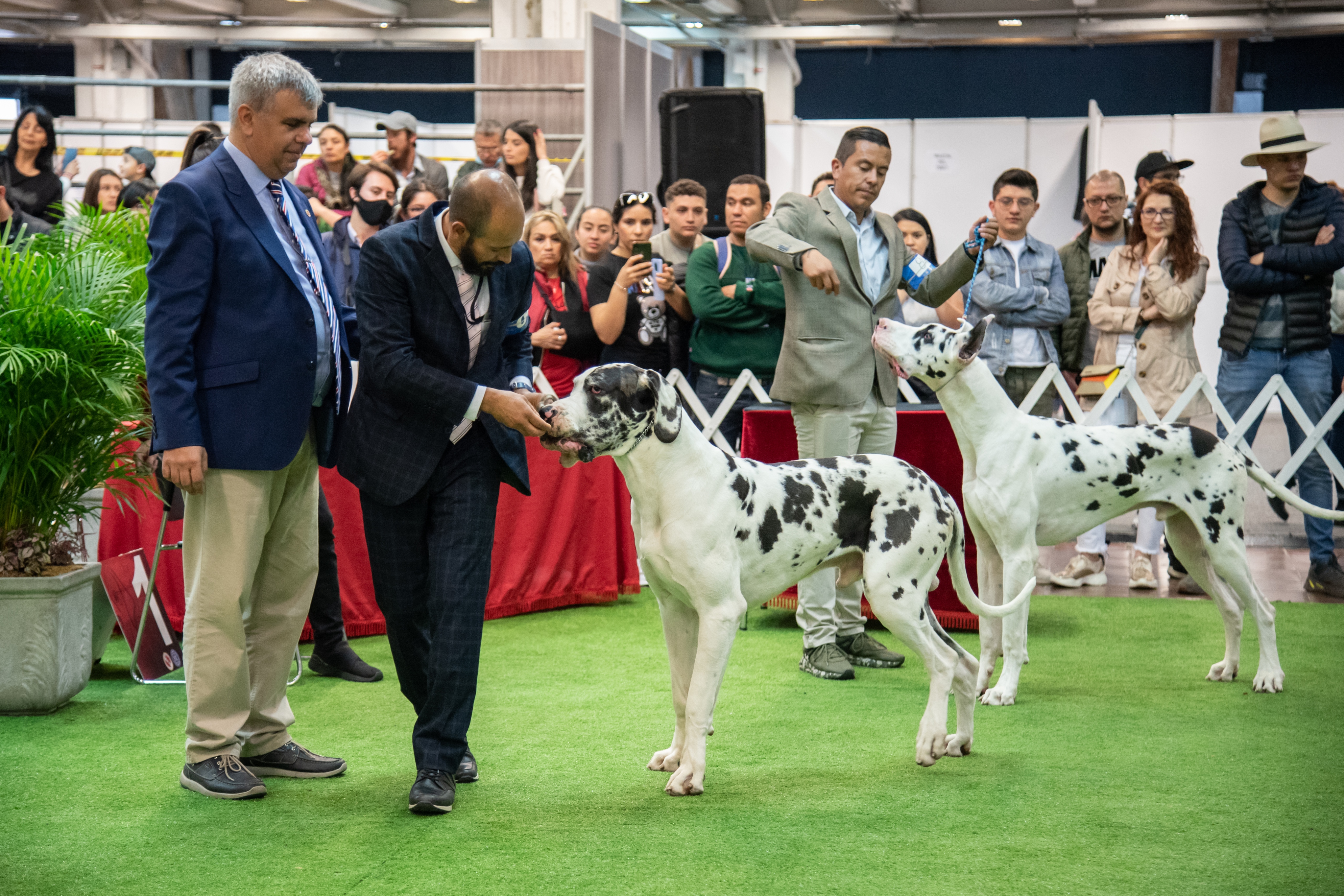 Prográmese para el Circuito Canino de Expopet, uno de los más importantes de Latinoamérica