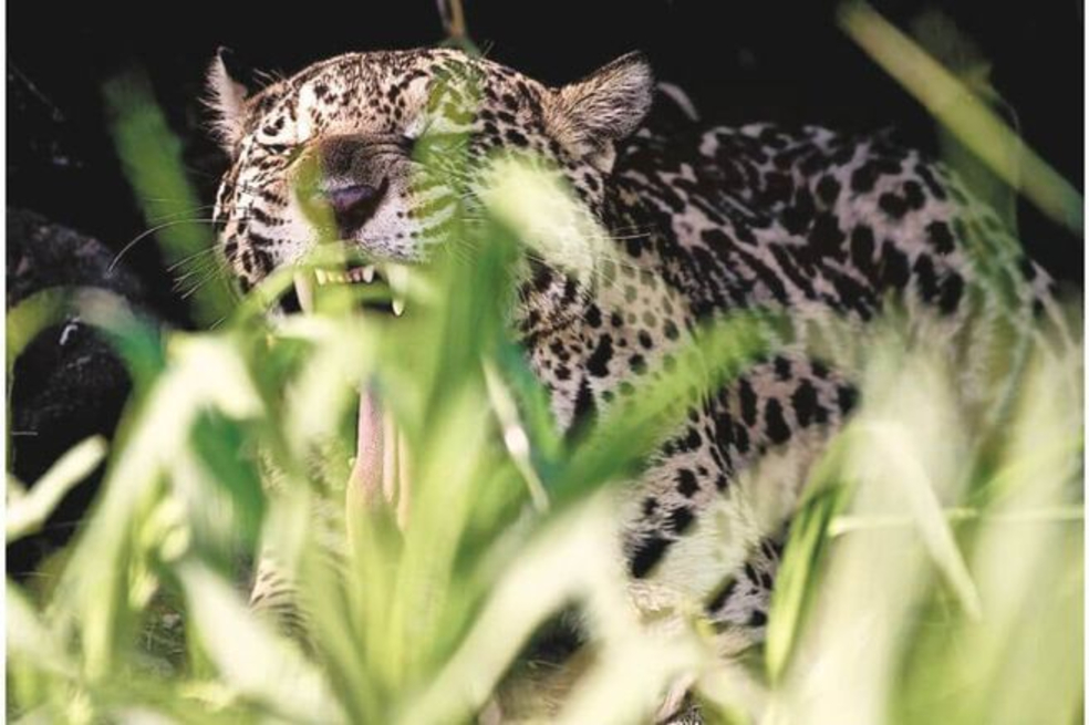 “Jaguar” registra el valor de este animal para las comunidades indígenas y el equilibrio del planeta.