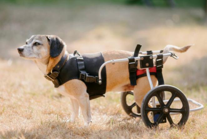 Concejo de Cúcuta aprueba proyecto para ayudar a animales con discapacidad