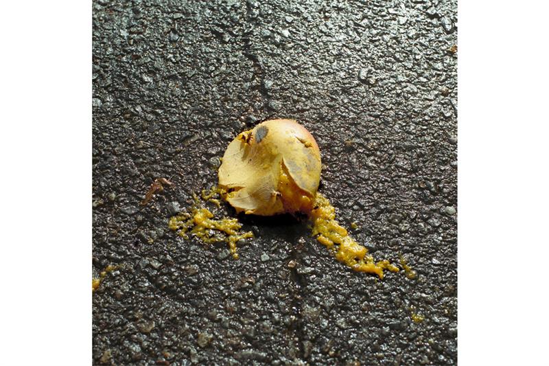 Temporada de mangos