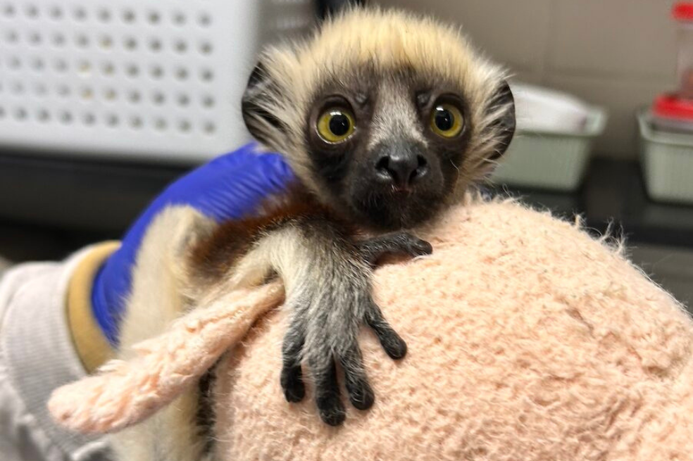 ¿Recuerda a Zoboomafoo? Acaba de nacer su bisnieto, un lémur en peligro crítico de extinción