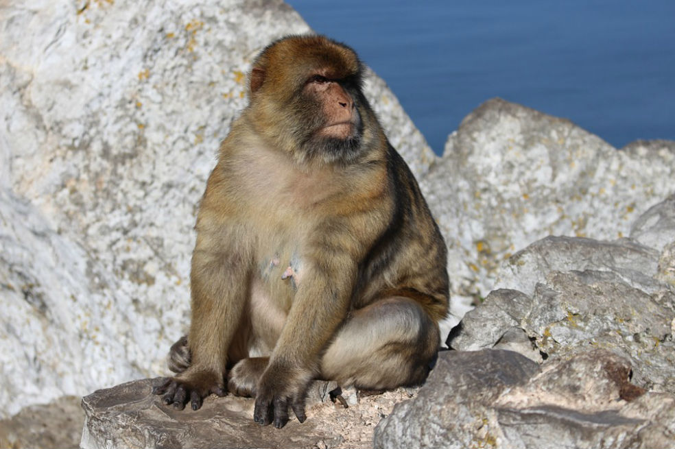 Movilización para salvar al mono de Gibraltar, una especie amenazada