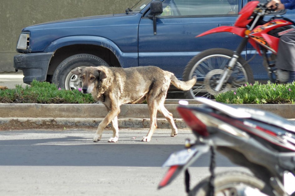 En Ibagué promueven la ‘animalatón’ para asistir a perros y gatos vulnerables
