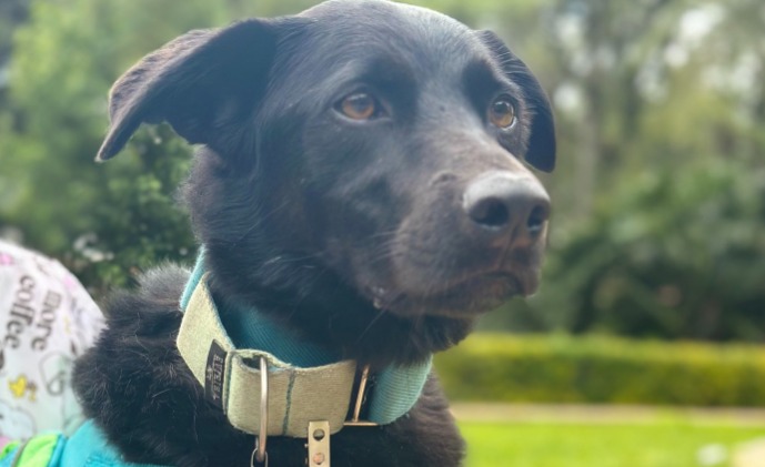 Simba, el perro rechazado por su color que ahora brinda apoyo emocional