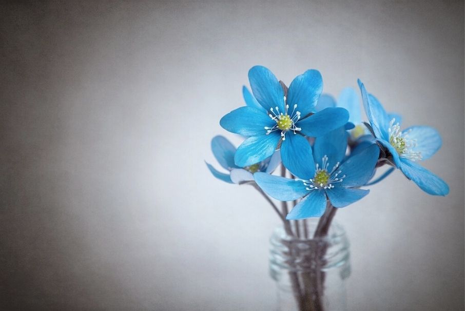 ¿No duran mucho tus flores?, así podrás prolongar su vida por más tiempo