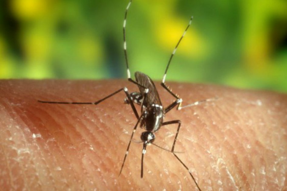 OMS aboga por invertir en prevención de enfermedades tropicales