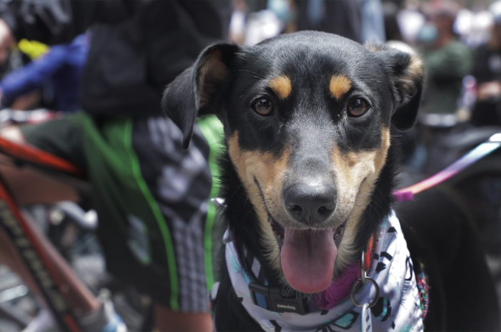 Bogotá celebra adopciones: 12 animales encuentran familia en el CEFE Chapinero