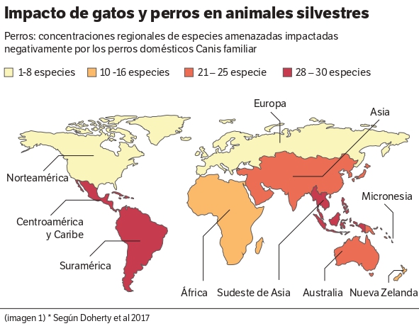 Desde 2013, un estudio publicado en Nature Communications calculó que, en Estados Unidos, los gatos que antes eran domésticos, pero ahora corren libremente, mataban entre 1,3 y 4 mil millones de aves en un año. /Biological Conservation