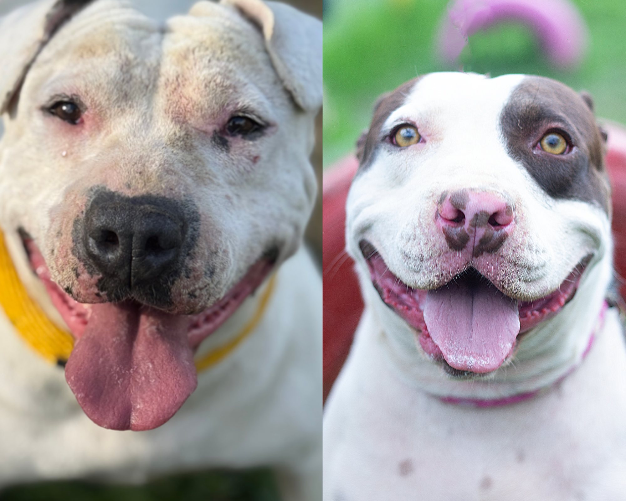 Piden ayuda para Tony y Europa, dos perritos inseparables que luchan contra el cáncer