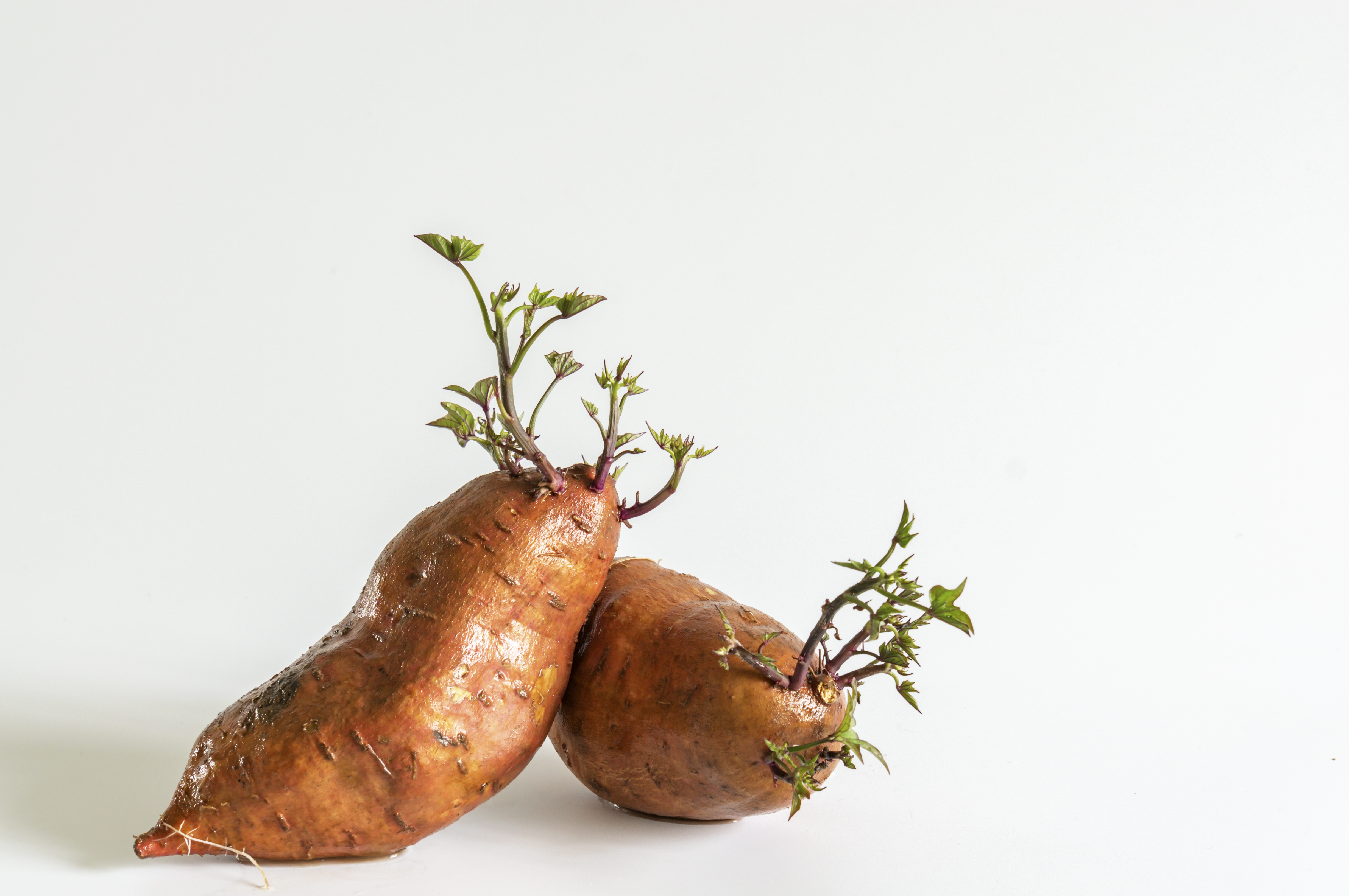 Cómo cultivar el ñame, la planta estrella del caribe colombiano