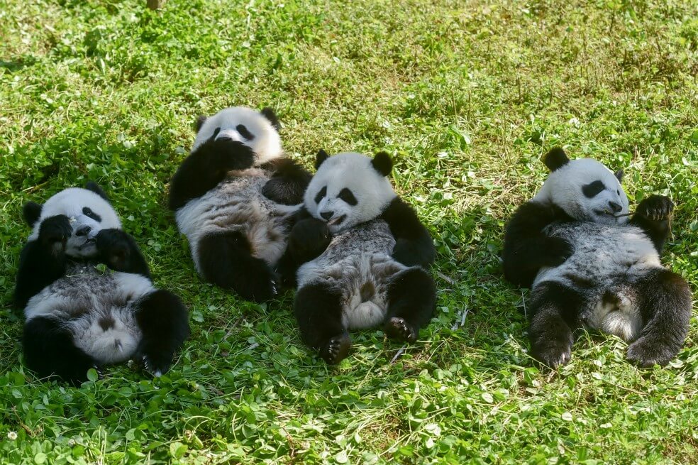 Dos pandas gemelos en China se convierten en la nueva esperanza para la especie
