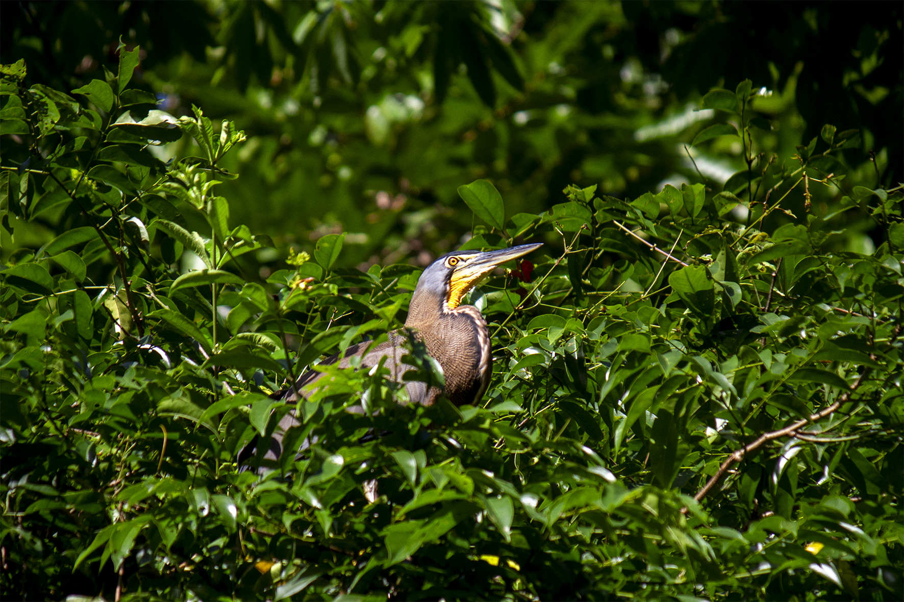 Garza Tigre (Tigrisoma lineatum). Especialista en acecho. Se queda inmóvil durante horas junto a riberas boscosas, confiando en su plumaje críptico que imita cortezas de árbol. Su pico robusto le permite atrapar ranas y peces de gran tamaño. Presente en humedales de Caño Negro y Tortuguero.
