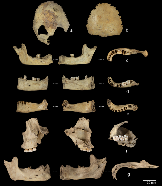 En restos de hace 5.700 años, científicos hallaron un caso de canibalismo humano