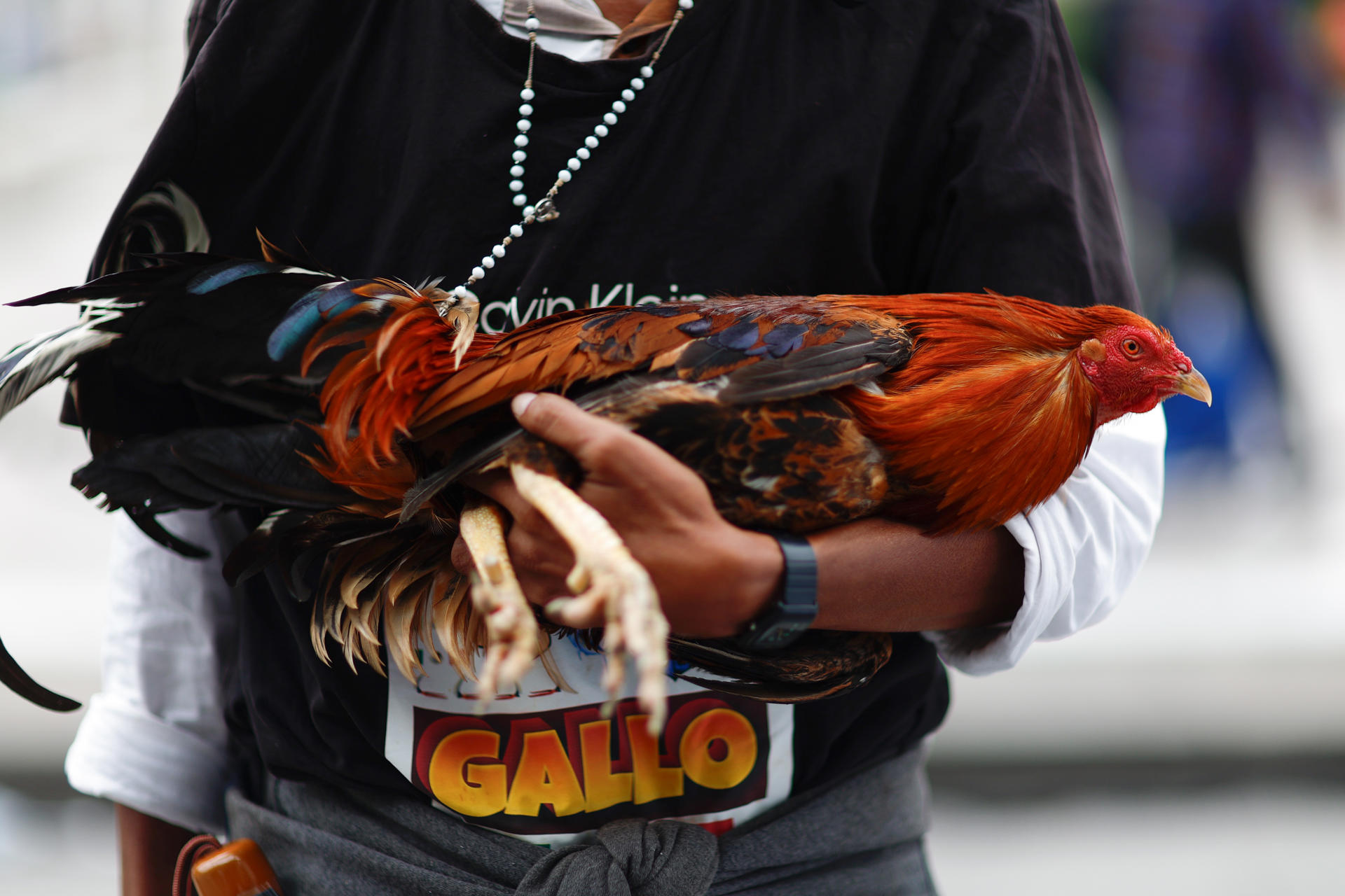 MEX6379. CIUDAD DE MÉXICO (MÉXICO), 27/06/2025.- Un hombre sostiene un gallo durante una manifestación contra la prohibición de las peleas de gallos este jueves, en Ciudad de México (México). Entre aves, jaulas y caballos, miles de manifestantes de diferentes extremos de México marcharon este jueves para defender que “el gallo nace para pelear” y que esta es una tradición que persiste en los pueblos y rancherías a diferencia de lo que se ve en la Ciudad de México, en donde se aprobaron “las corridas de toros sin sangre”. EFE/ Sáshenka Gutiérrez