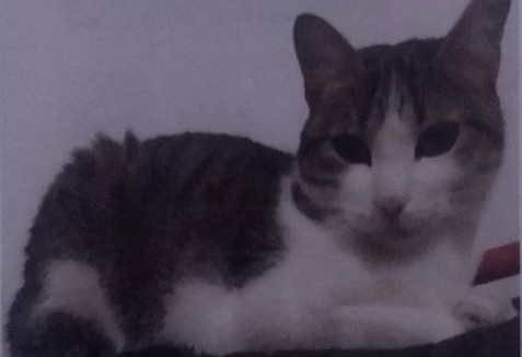 Gata grisácea observa la cámara.