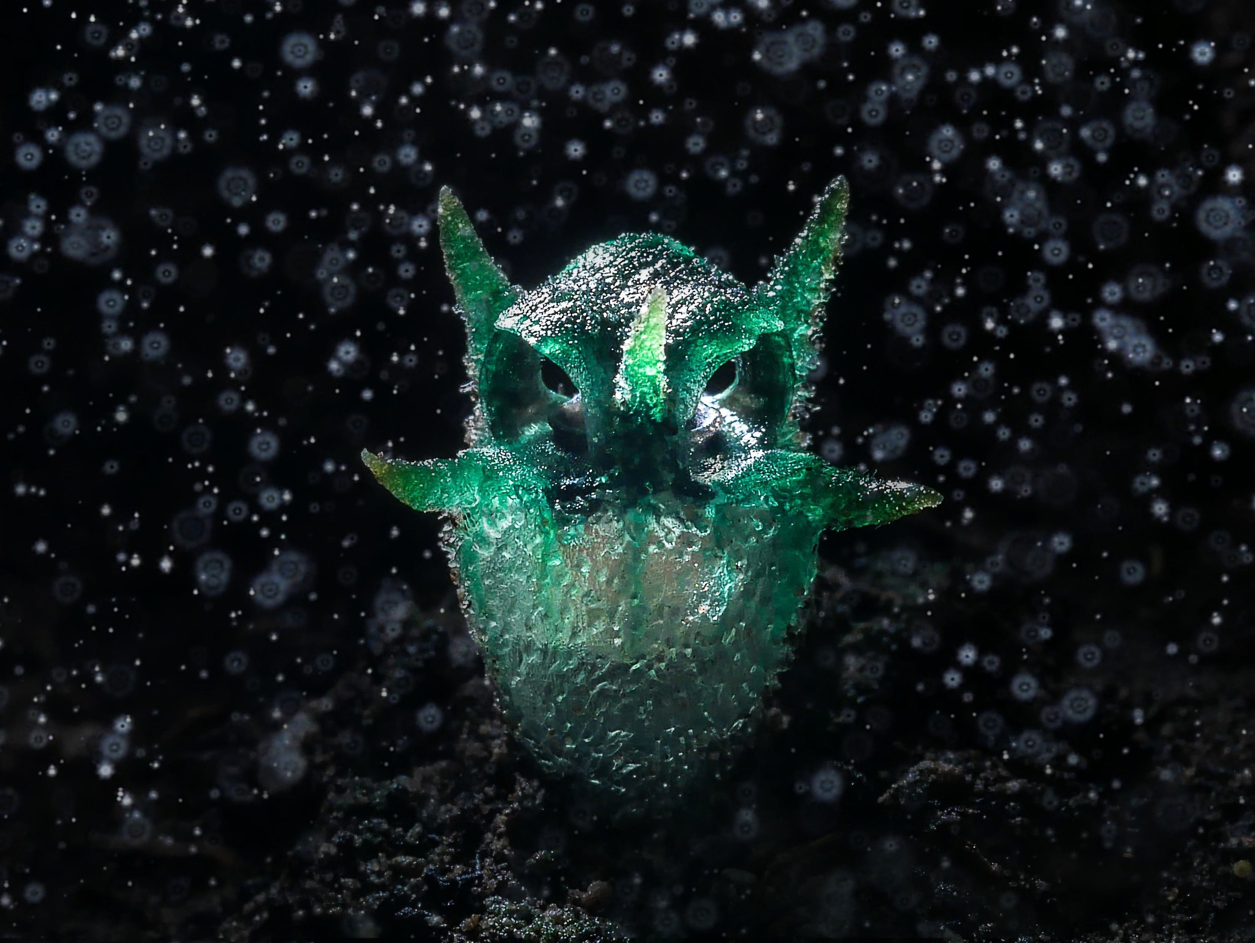 Chatree Lertsintanakorn ganó oro en Plantas y hongos. "Una vez, un fotógrafo a quien respetaba, Suchat Chanhomhuan, me llevó a la montaña Doi Hua Mot, santuario de vida silvestre de Umphang, provincia de Tak, Tailandia, para encontrarme con una especie de organismo vivo con una forma extraña que parecía un búho. El nombre científico de esta planta es Thismia thaithongiana", dijo. /Chatree Lertsintanakorn, World Nature Photography Awards.