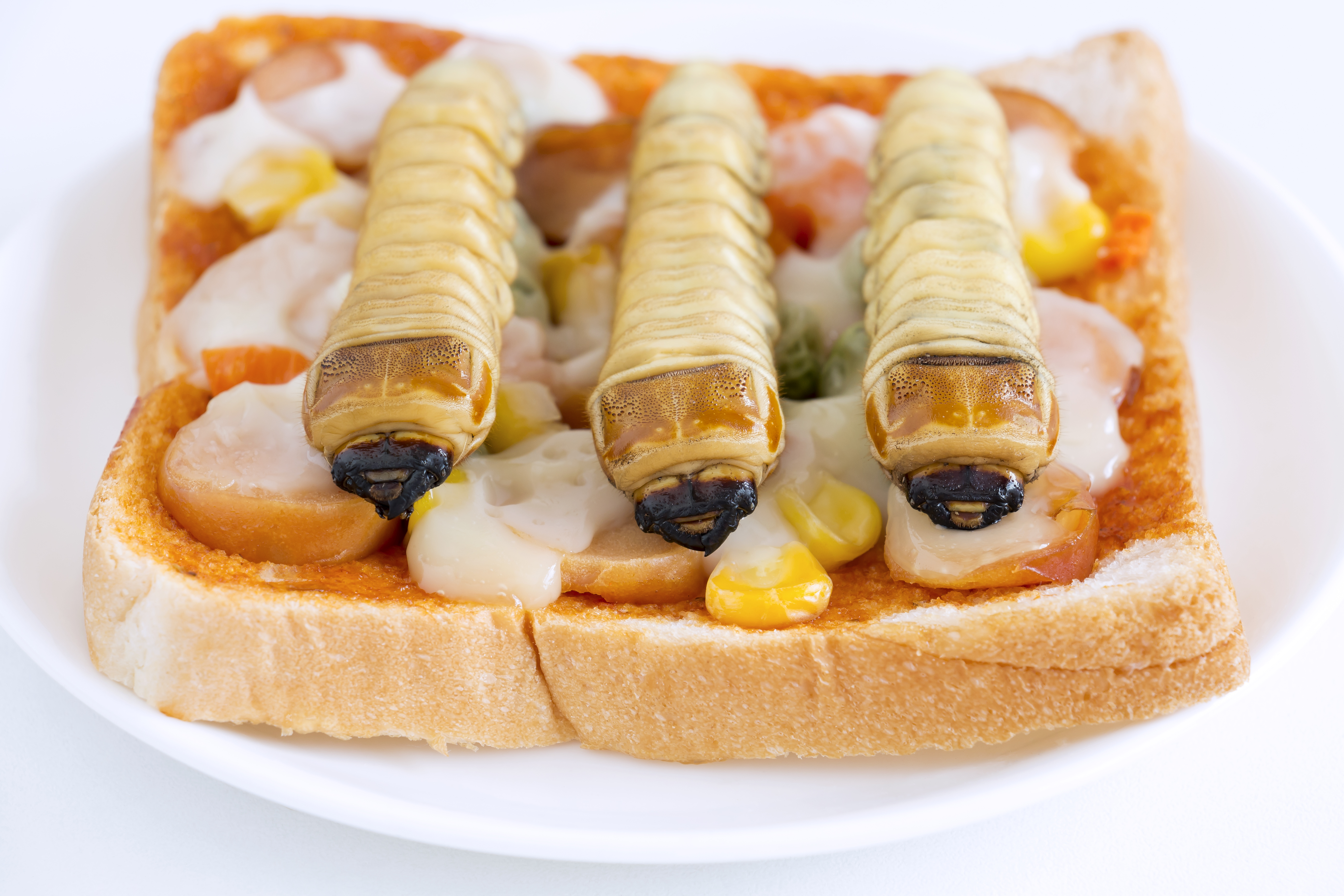 Witchetty Grub,
