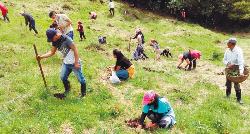 Las comunidades son la base de la reforestación en Nariño