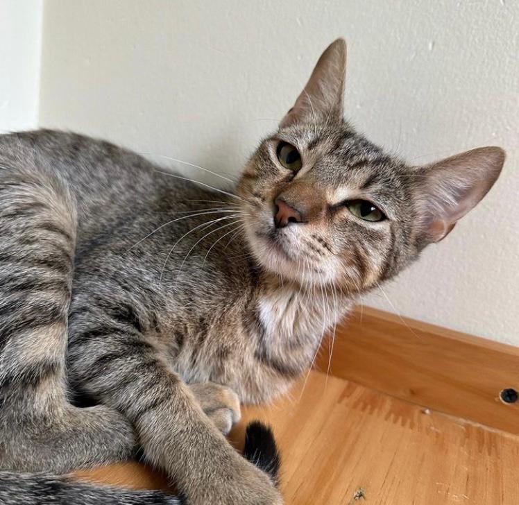 Adopte una mascota: estas gatas buscan un nuevo hogar en Medellín, Antioquia