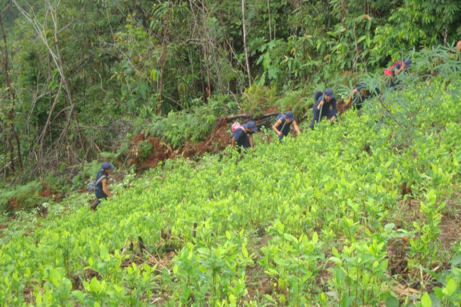 En Antioquia erradican más de 11 mil matas de coca pertenecientes a las Farc