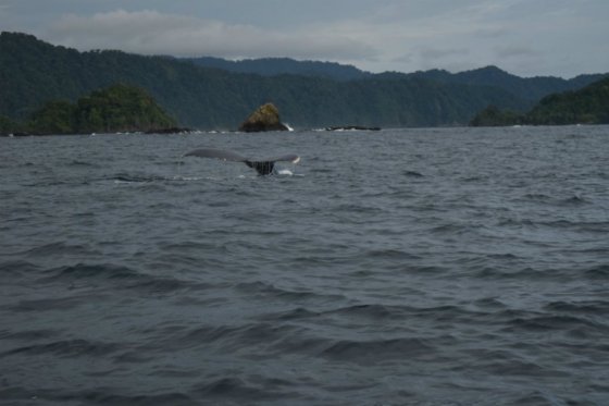 Nuquí, cuna de las ballenas jorobadas