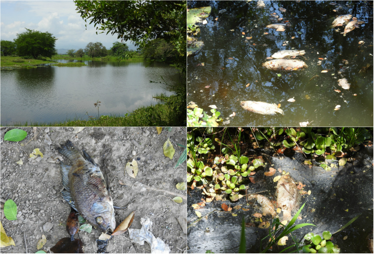 Ambientalistas denuncian mortandad de peces en caños de Cartagena