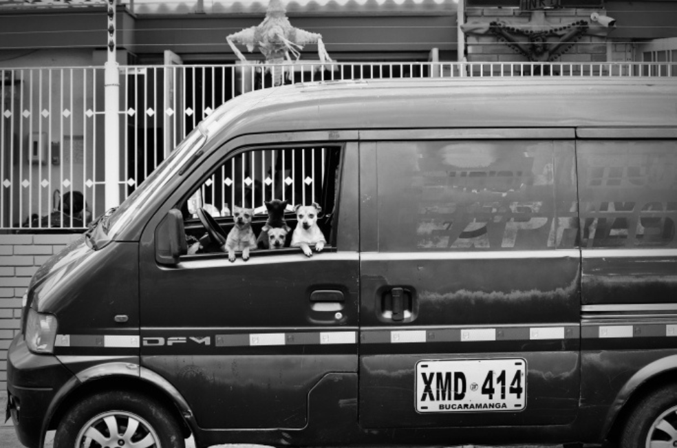 Fotografía "Piñata" de la serie "Je t'aime comme un chien".